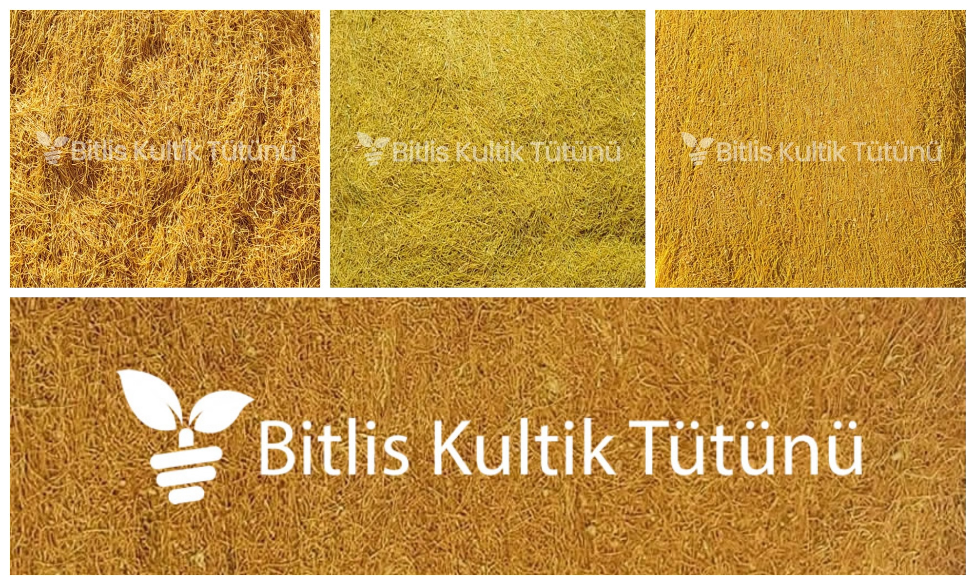 agri-bitlis-tutunu-cesitleri